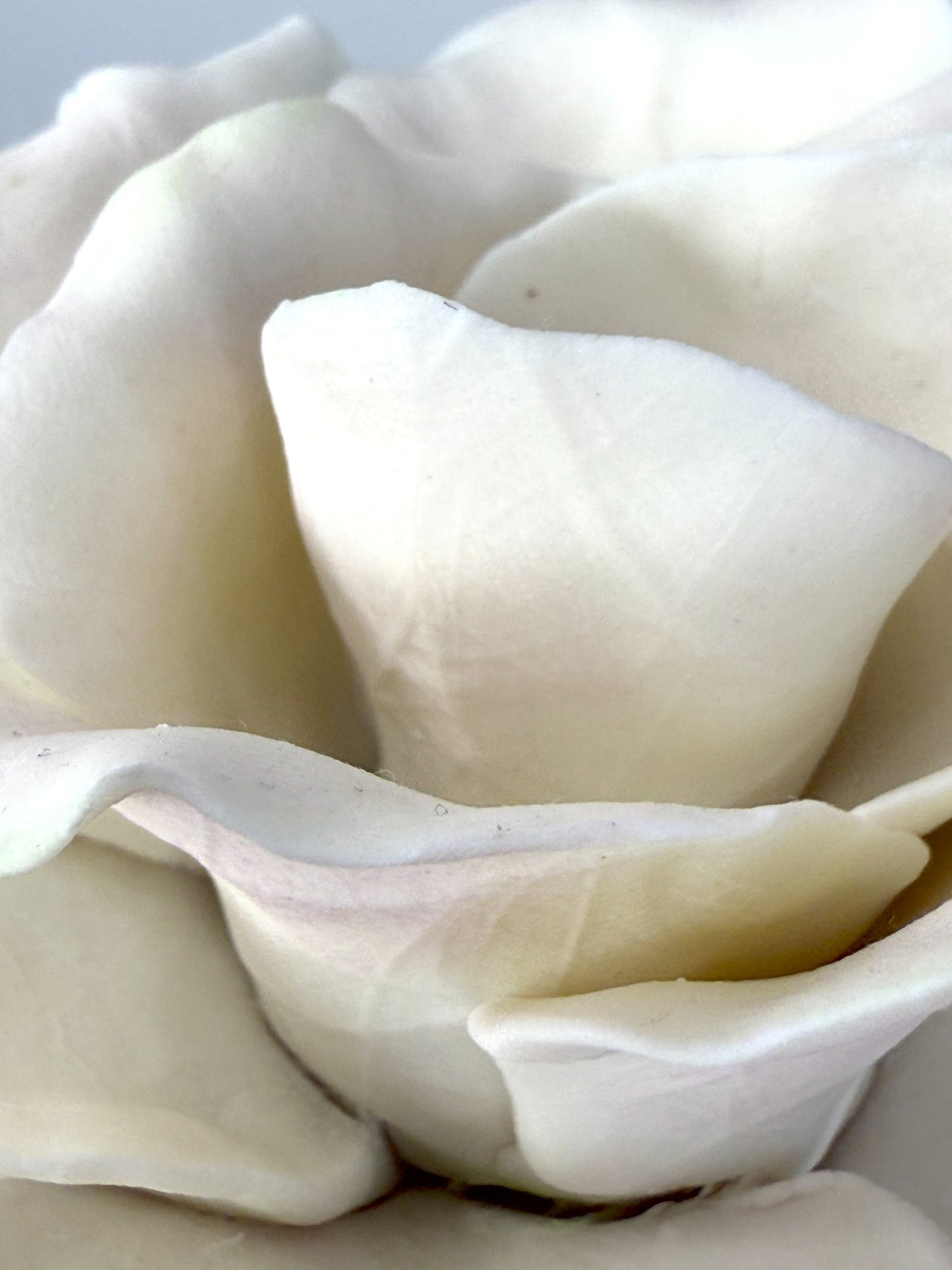 Tige de grande rose en biscuit de porcelaine rose, GRO-37/66-0-1-T