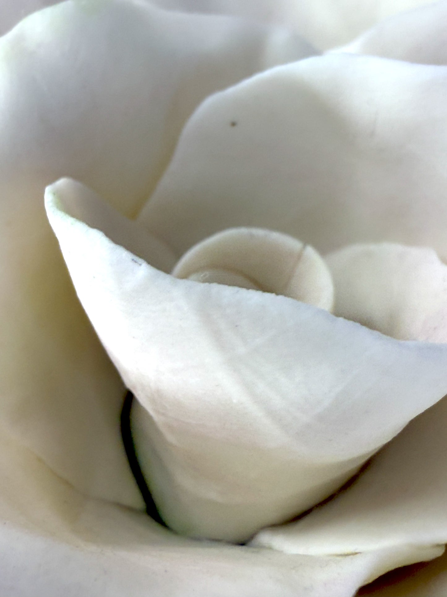 Tige de grande rose en biscuit de porcelaine rose, GRO-37/66-0-1-T