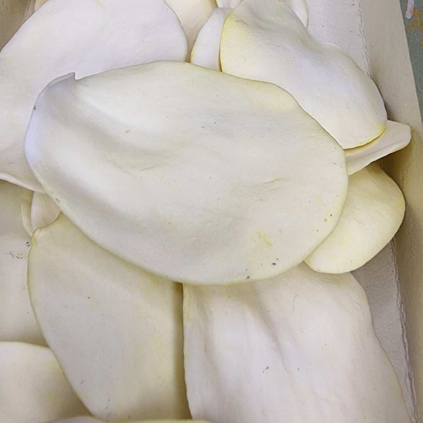 Porcelain rose petals